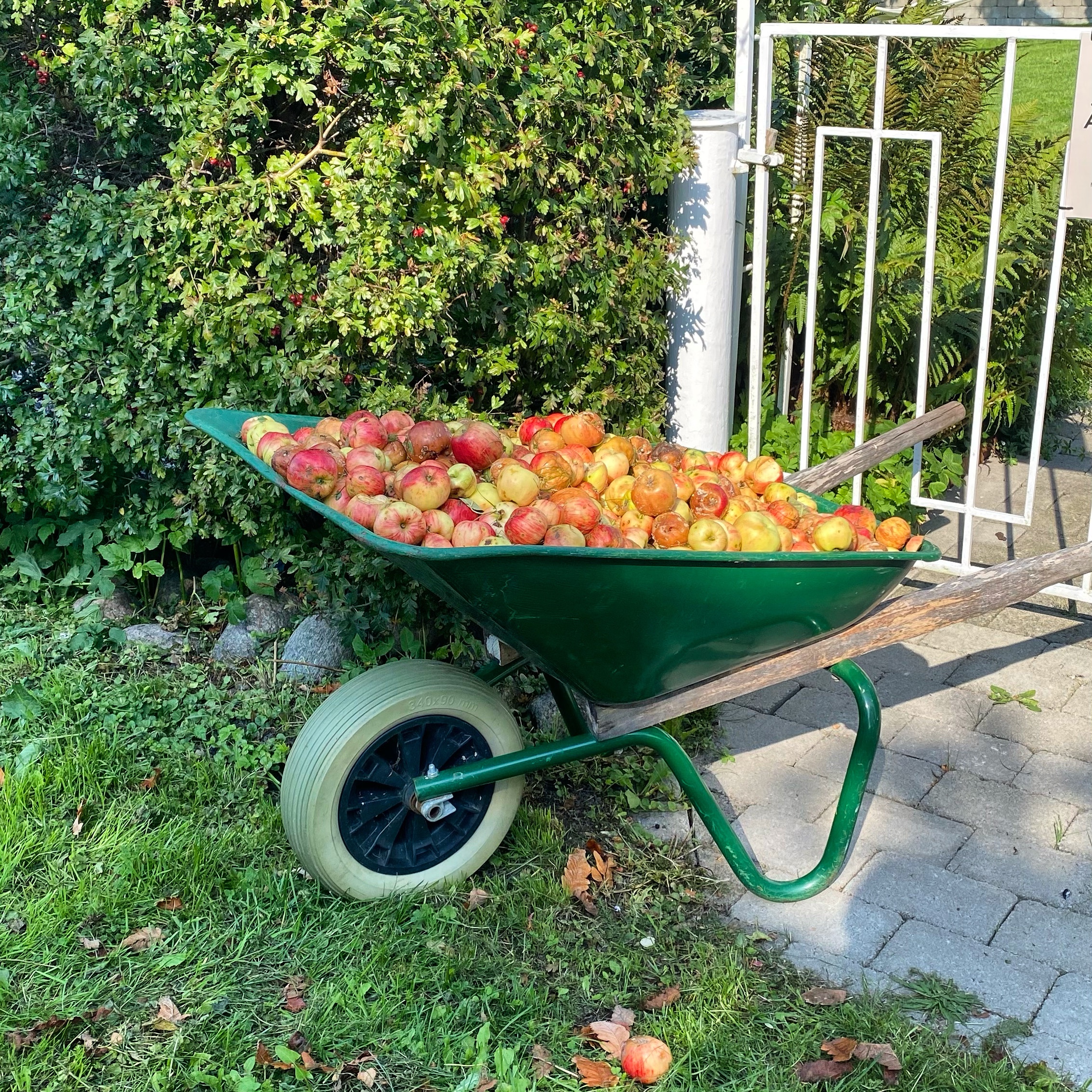 Green wheelbarrow filled with a large quantity of red and yellow apples in a garden setting.