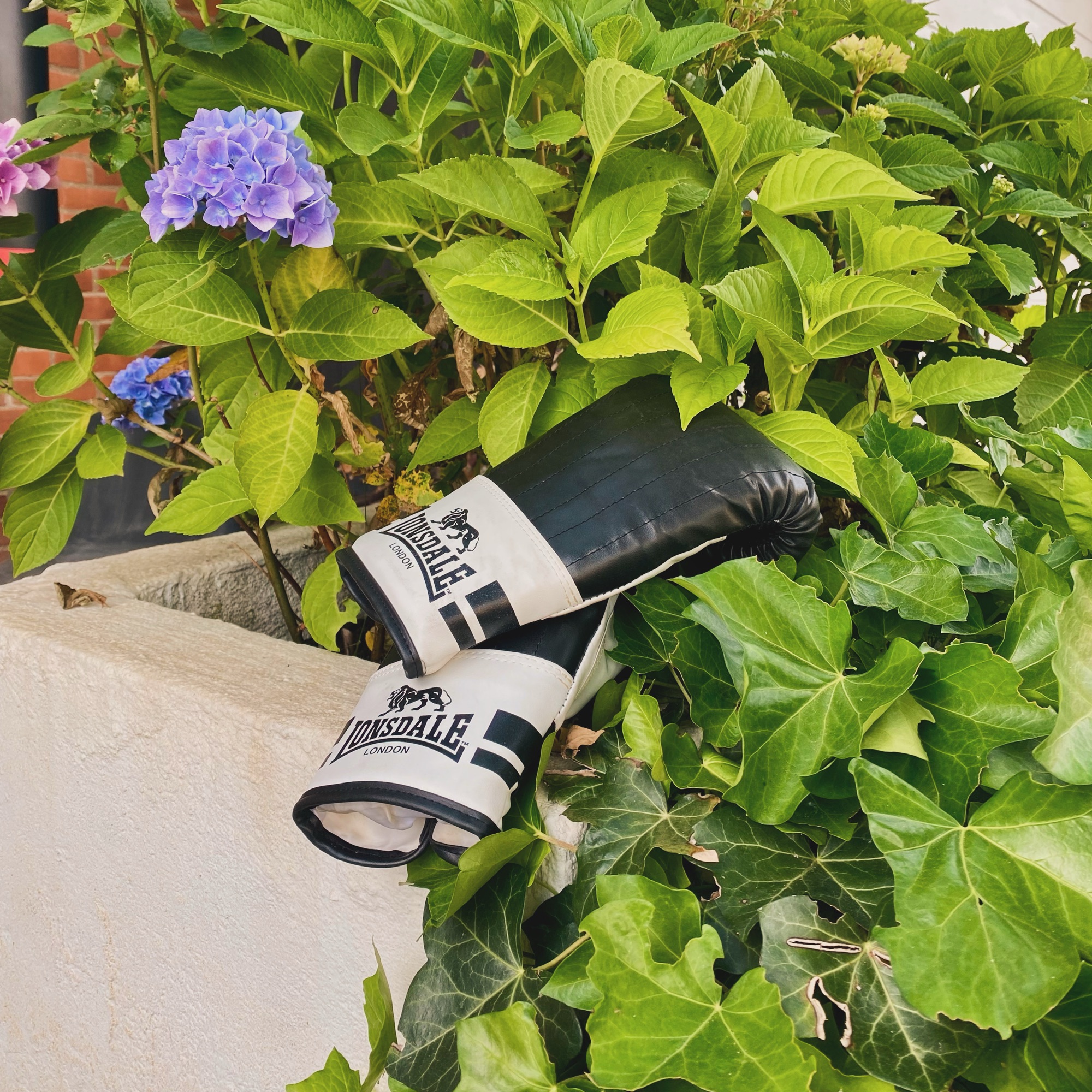 Black and white Lonsdale boxing gloves rest among hydrangeas and ivy in a garden beside a brick wall.