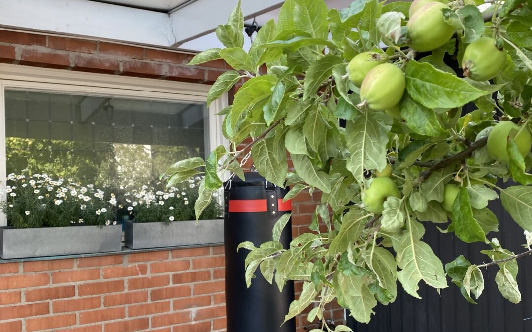 What awaits beneath the apple tree’s shadow?