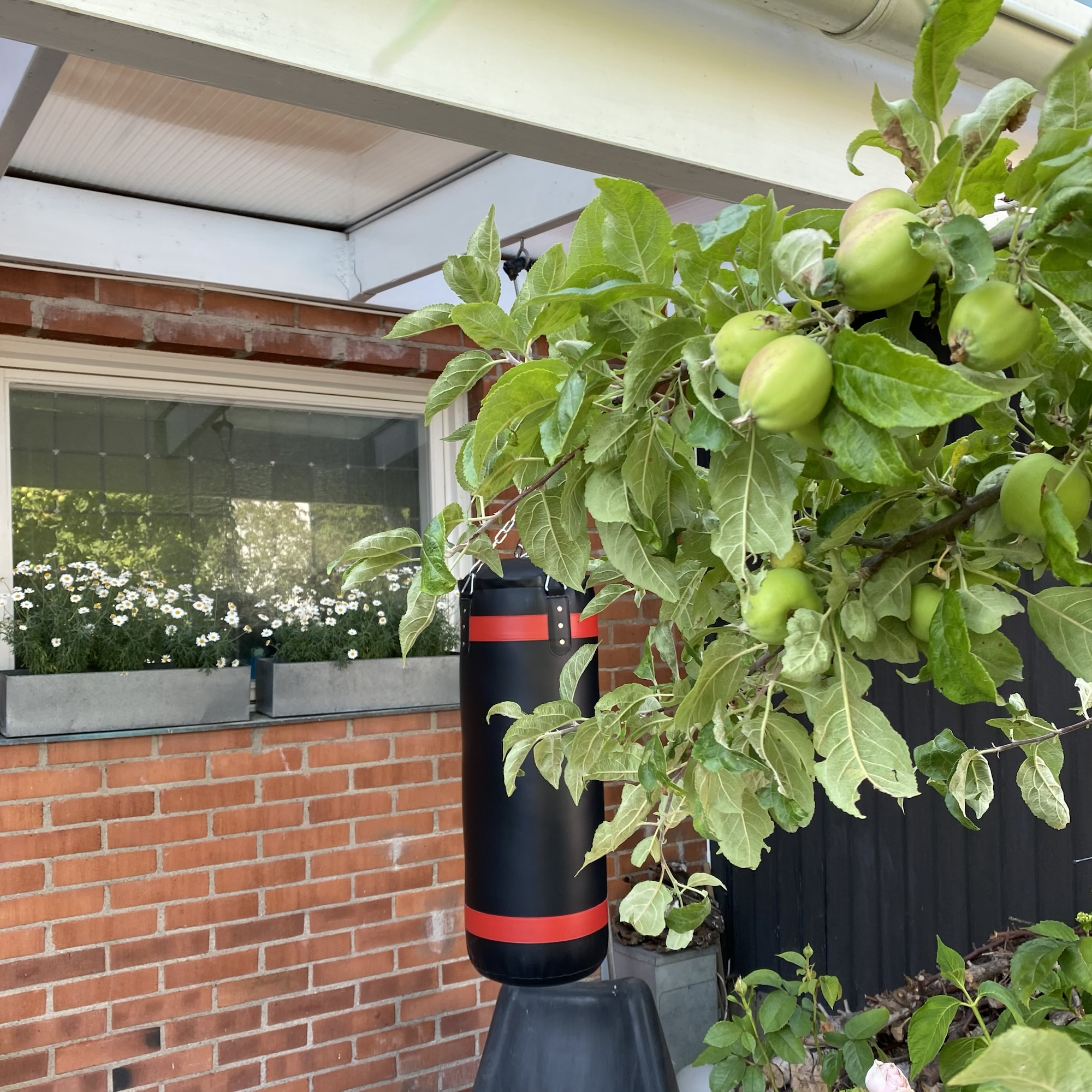 Green apples hang from a leafy apple tree beside a brick house, with a black and red punching bag in the garden.