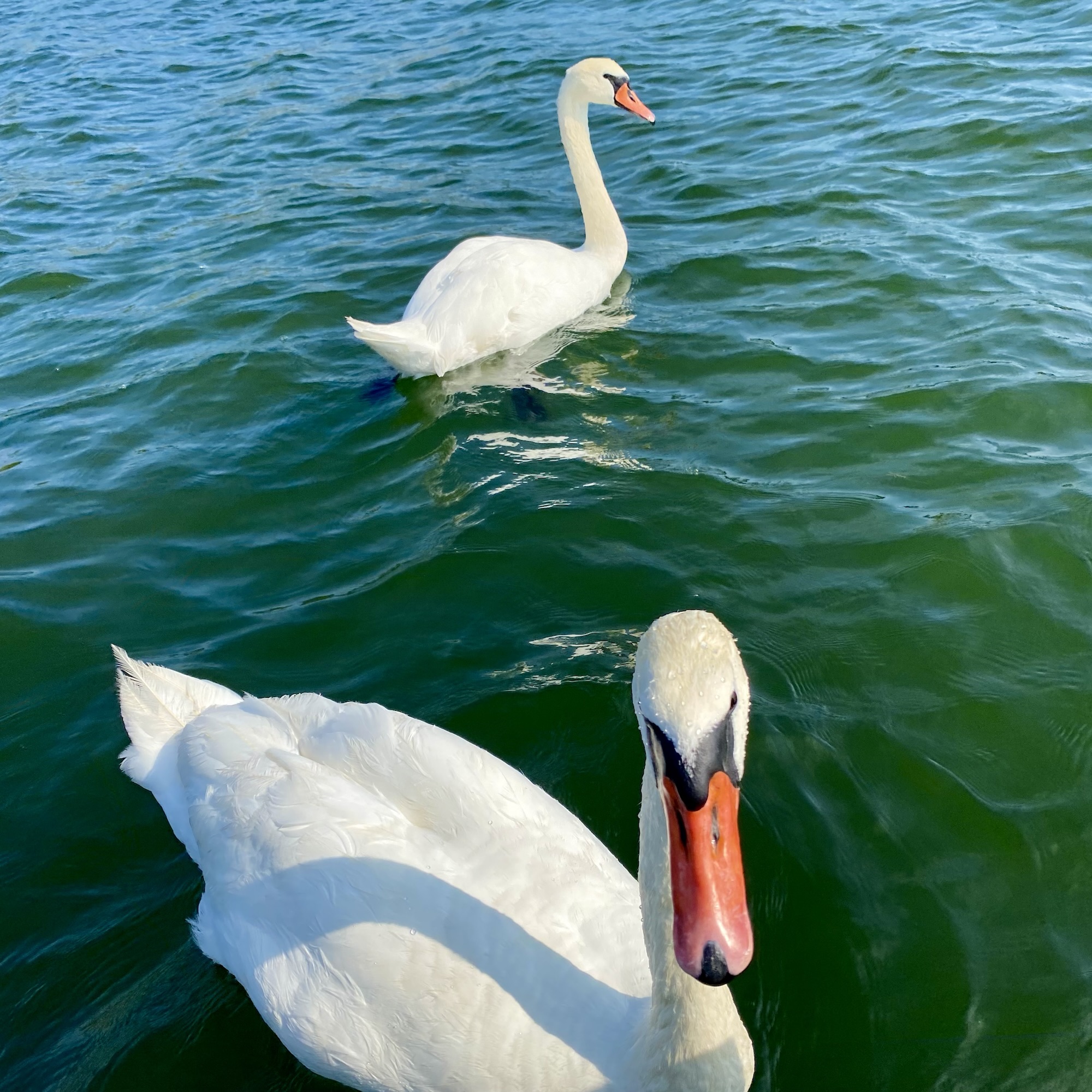 Two white swans glide on rippled green-blue water, one close to the camera and another farther away.