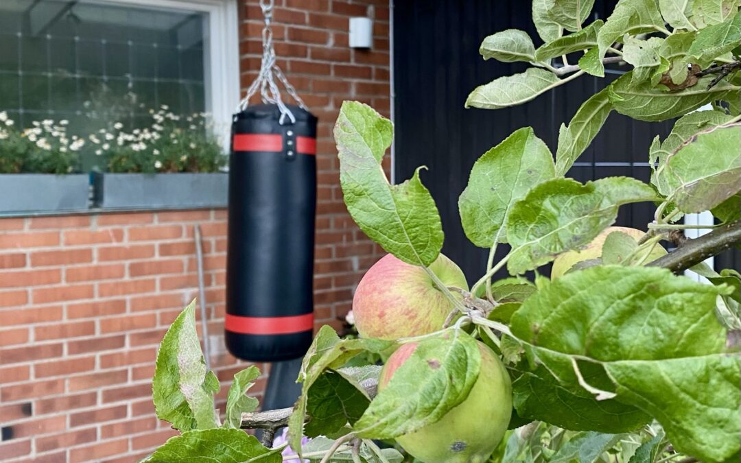 Apples, Boxing and Progress