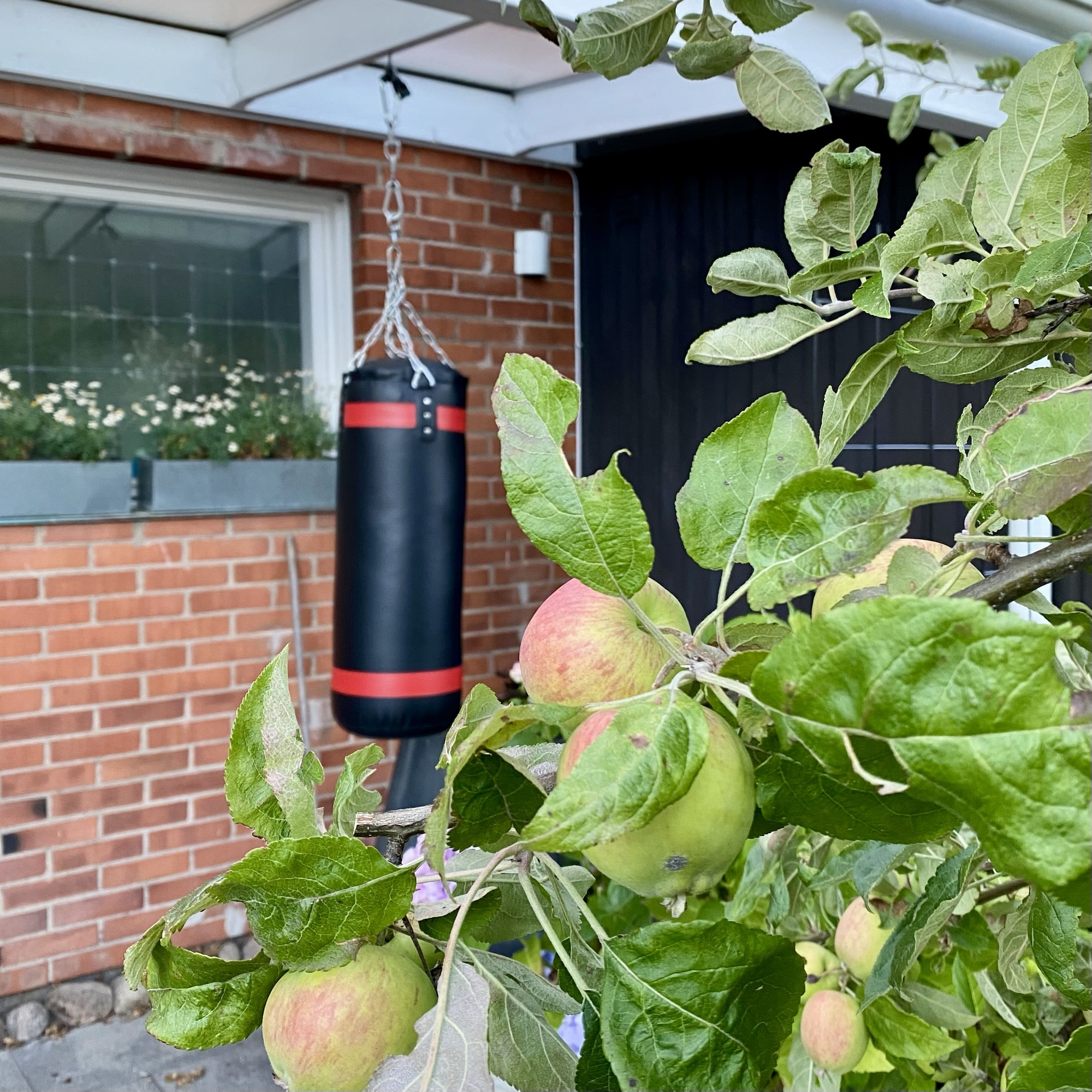 Apple branches with green fruit turning red sit beside a hanging punching bag against a brick house wall.