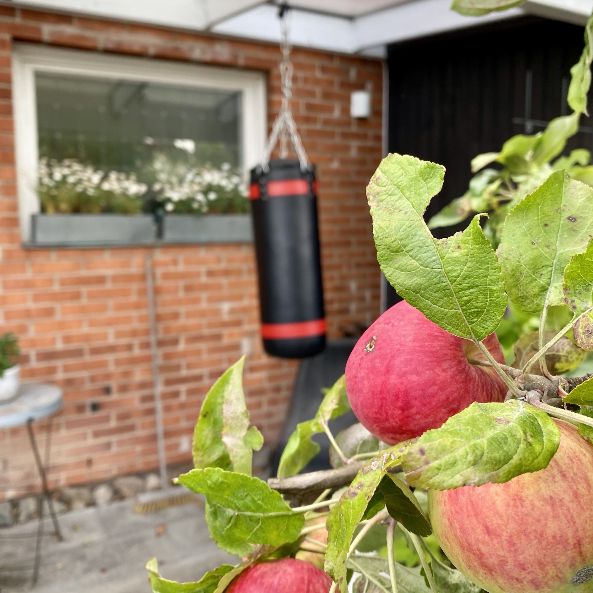 My apples are starting to turn red